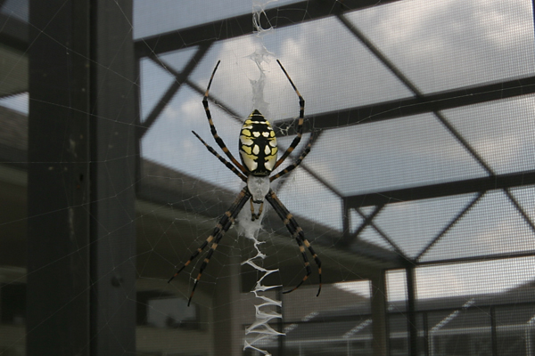 Florida Spiders