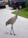 Sandhill Crane