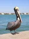 Pelican at Clearwater